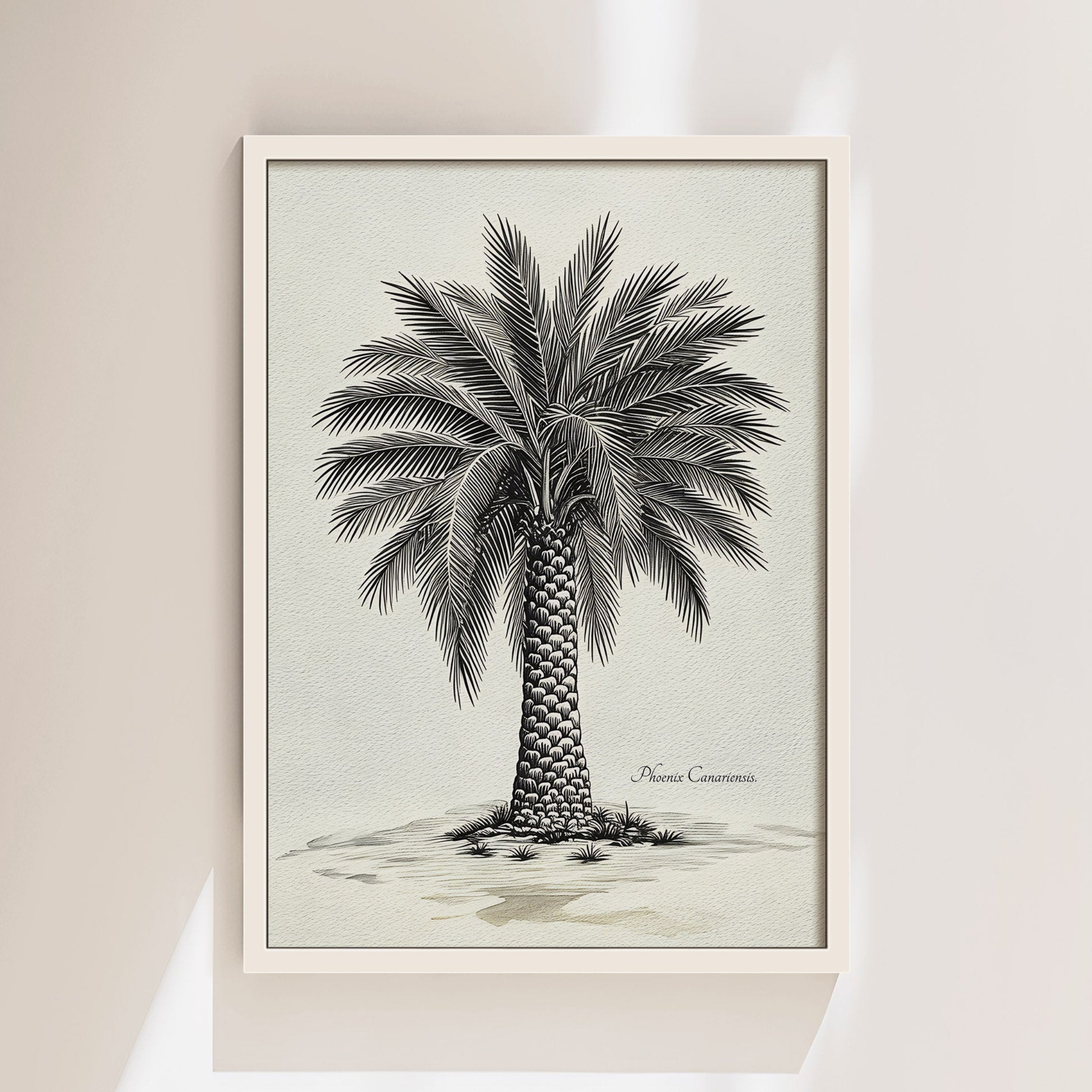 Palmera Canaria