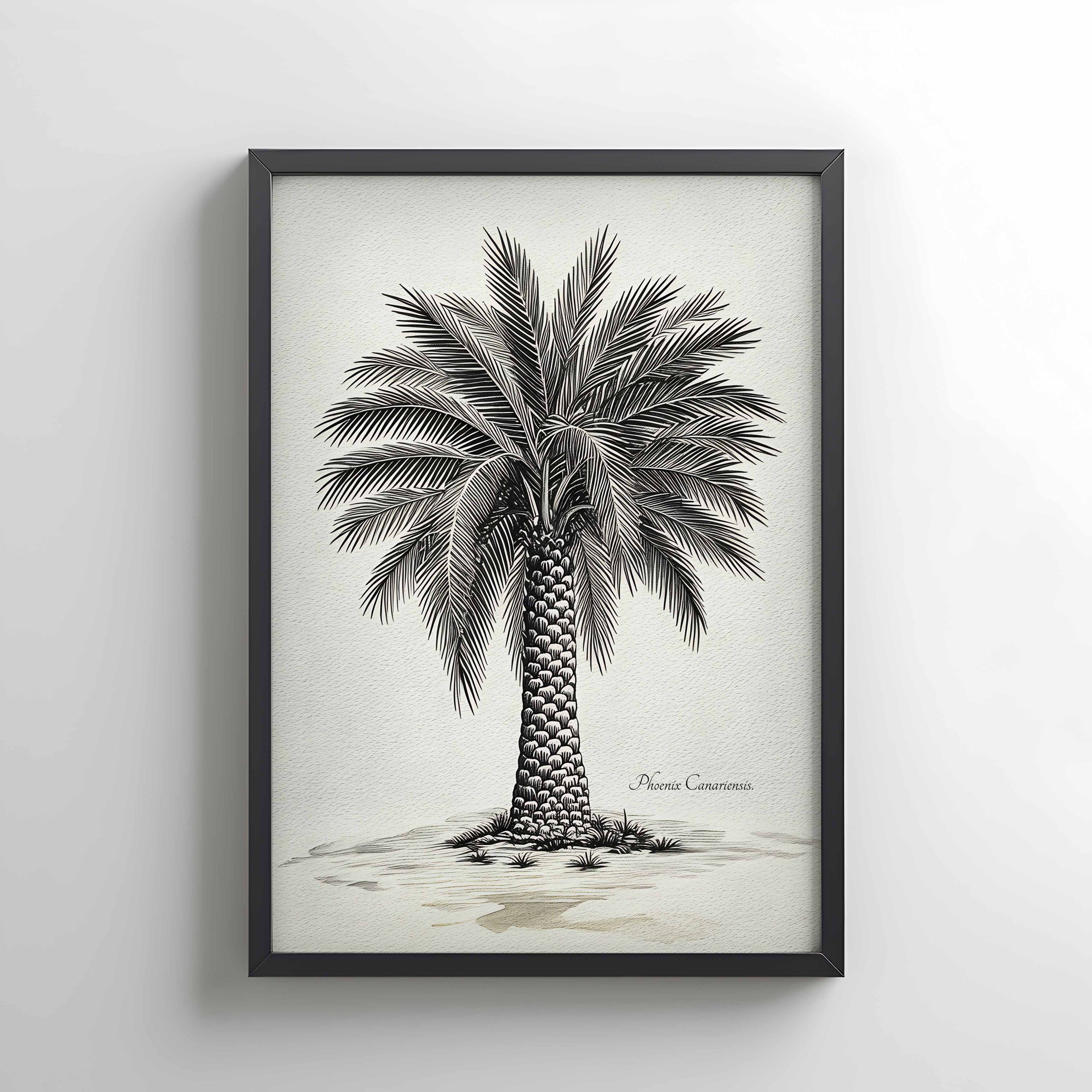 Palmera Canaria