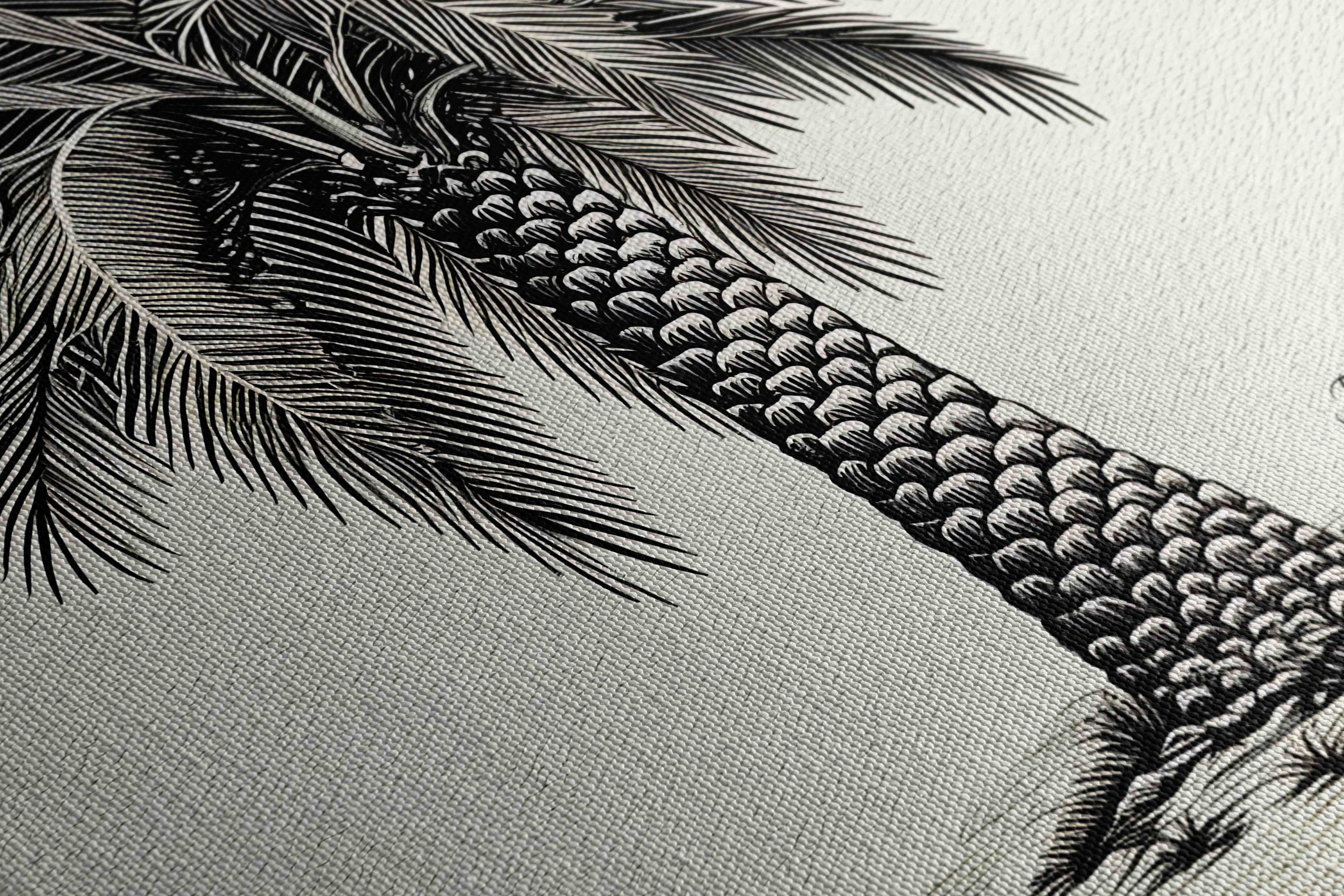 Palmera Canaria